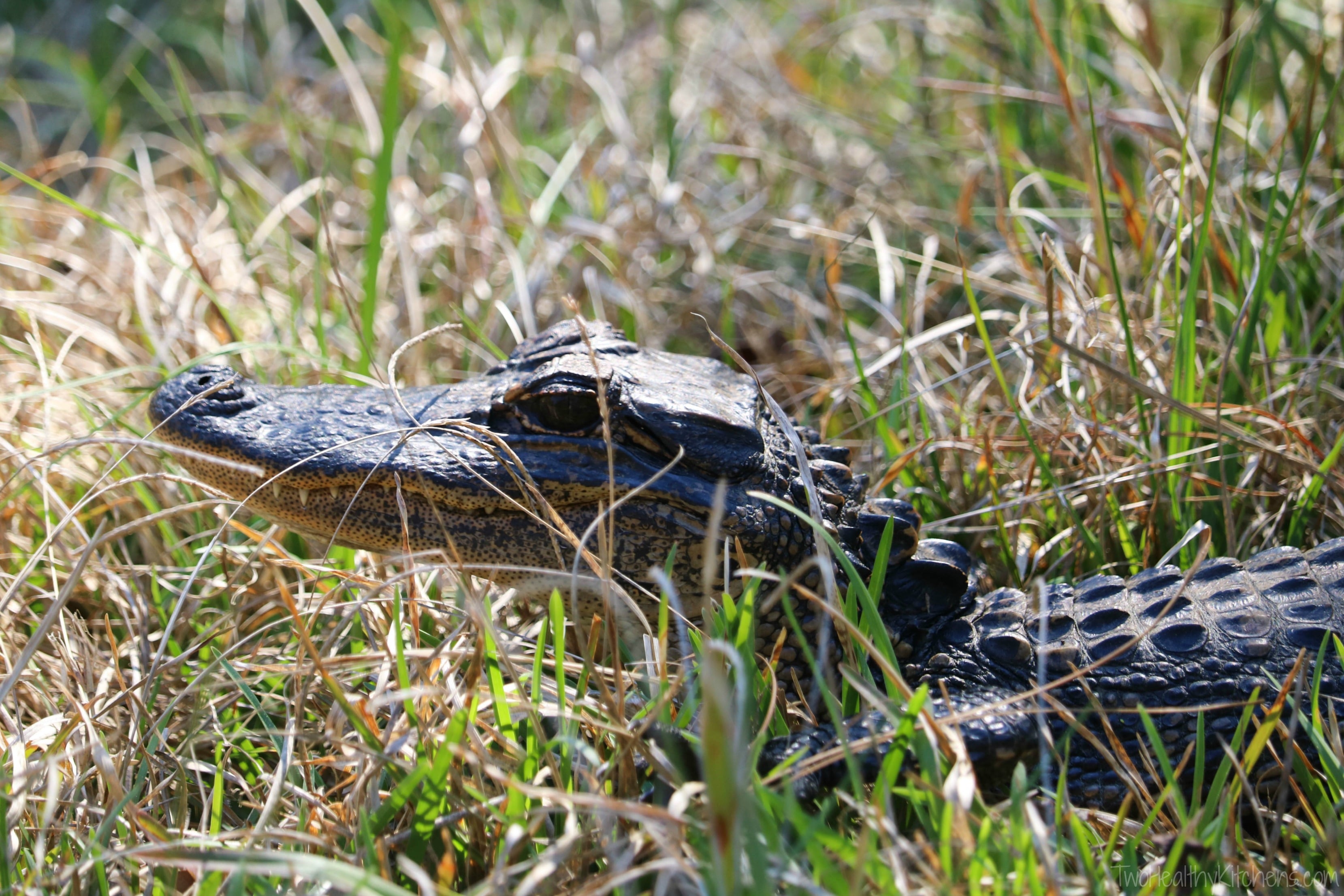 Closeup of head of alligator sunning in the grass. 