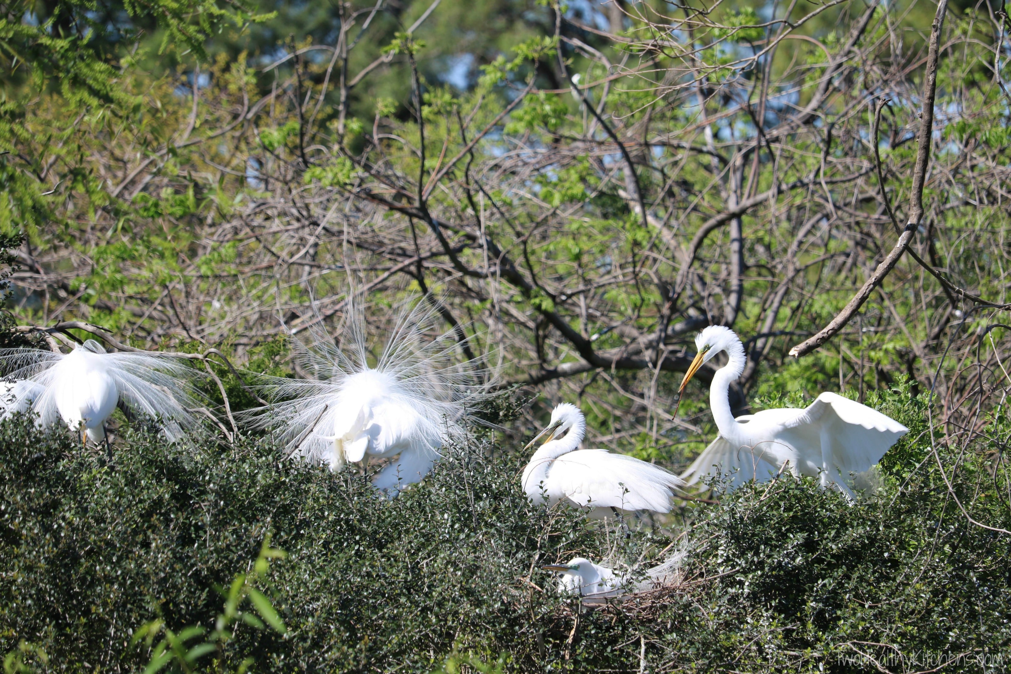 White birds roosting in trees at Hilton Head's Pinckney Island.