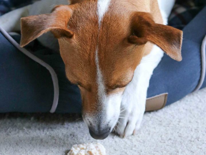 dog ate entire rotisserie chicken