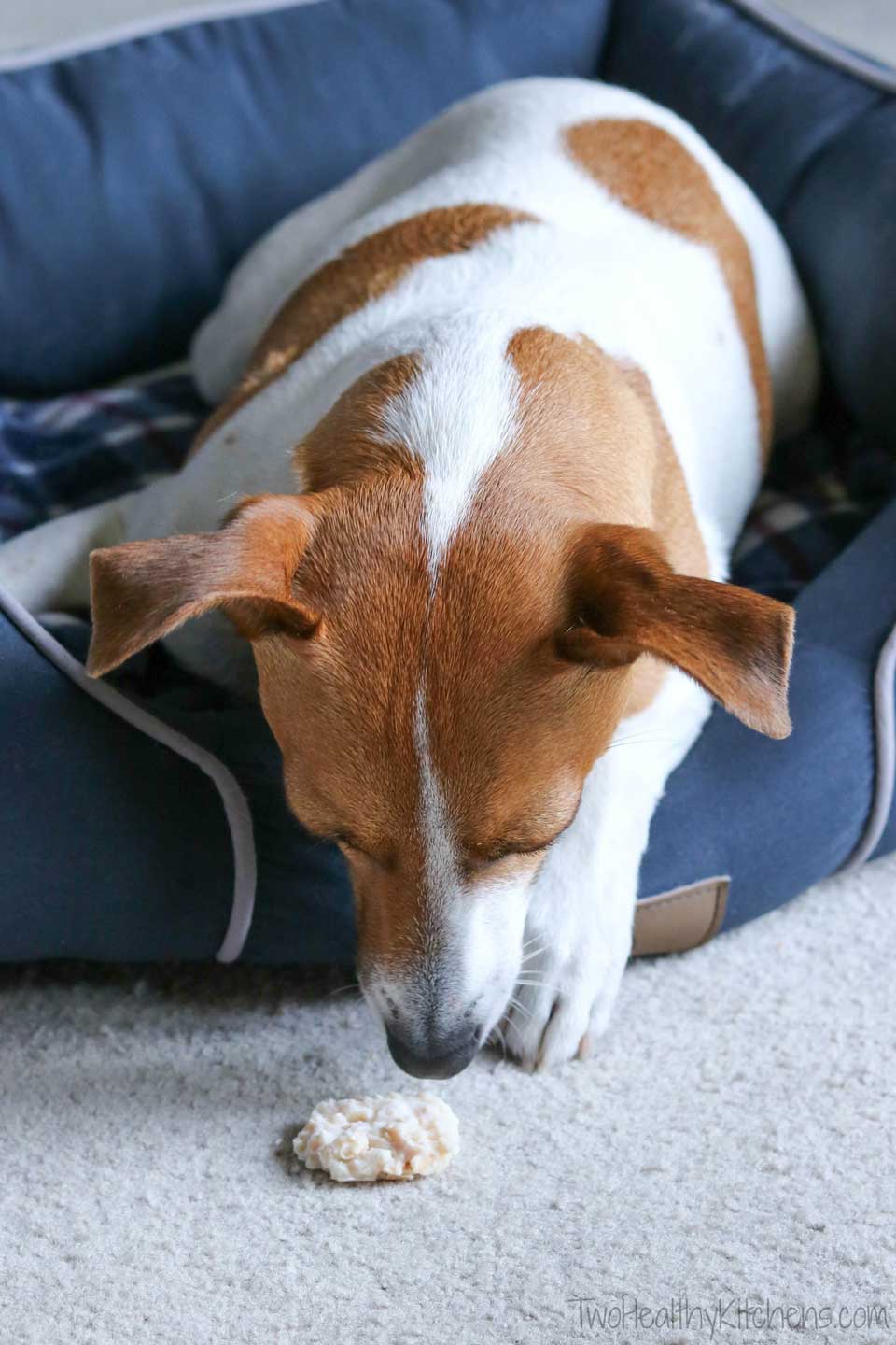 white and brown dog sniffing a frozen dog treat