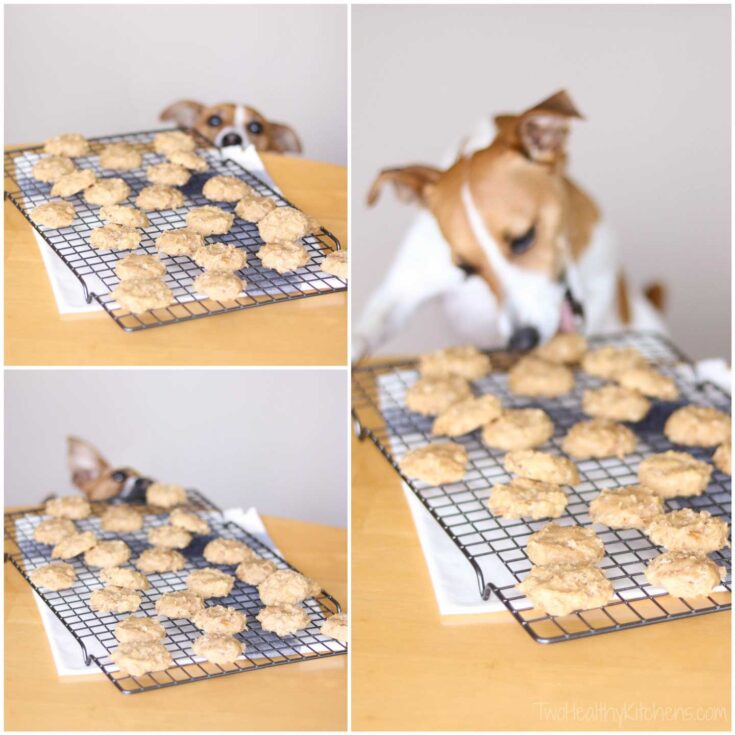 Collage of three photos showing these finished dog treats on a cooling rack, with a Jack Russell Terrier peeking at them and creeping closer to take a nibble.