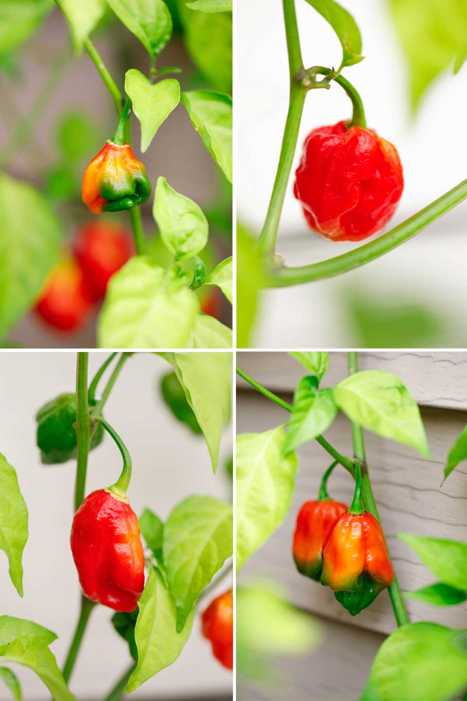 Collage of 4 photos of various hot peppers still growing outside on the plant.