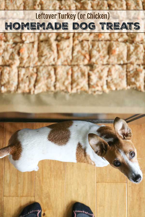 Healthy homemade dog treats you can feel great about sharing with your furry friends! This easy Homemade Dog Treats recipe has just 4 simple ingredients (including leftover Thanksgiving turkey, or leftover chicken - a perfect way to use up those leftovers)! And, they freeze beautifully, so stock your freezer for a happy pup ANYTIME! Bonus: they make adorable doggy DIY gifts, too! | dog treats homemade | dog biscuit | diy gifts | dogs | dog gifts | #DIY #gift #dogs | www.TwoHealthyKitchens.com