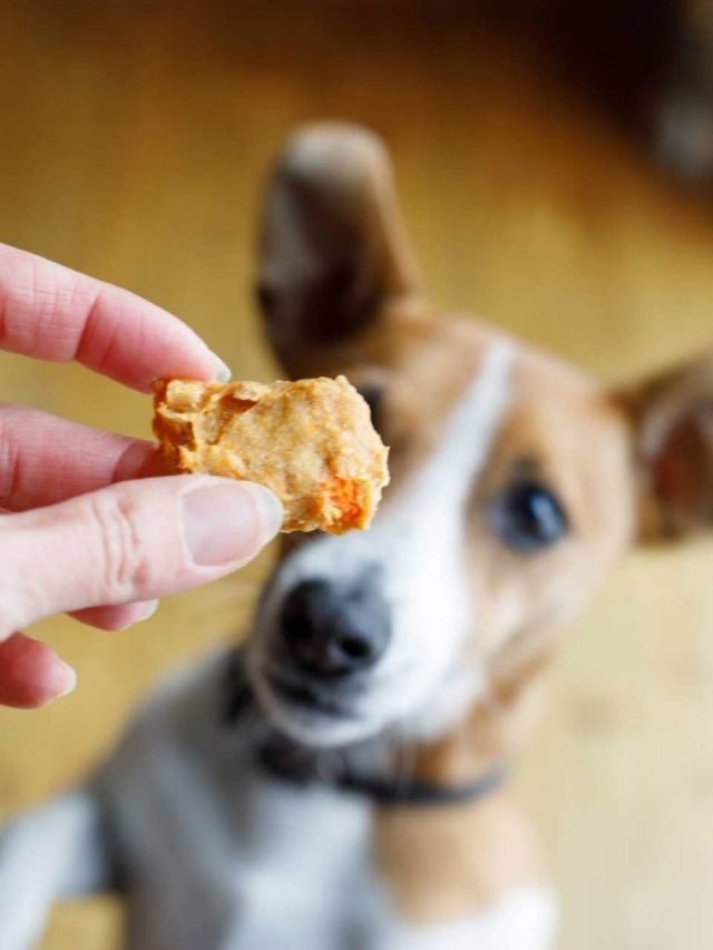 Sweet Potato and Leftover Turkey Homemade Dog Treats Story